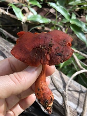 Cortinarius persplendidus