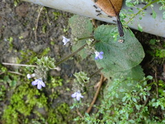 Epithema ceylanicum