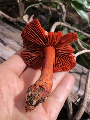 Cortinarius persplendidus
