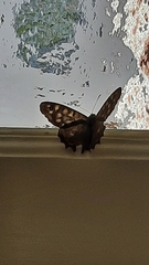 Pararge aegeria