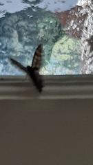 Pararge aegeria