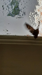 Pararge aegeria
