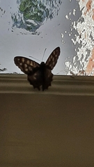 Pararge aegeria
