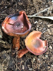 Cortinarius persplendidus