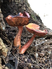 Cortinarius persplendidus