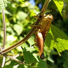 Peripolus