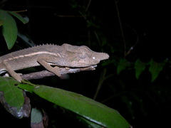 Furcifer rhinoceratus
