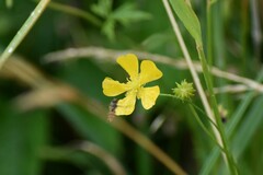 Ranunculus lingua