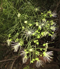 Maerua rosmarinoides