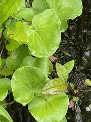 Parnassia asarifolia