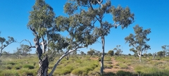 Corymbia aparrerinja