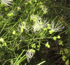Maerua rosmarinoides