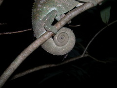 Furcifer verrucosus