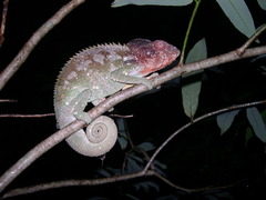 Furcifer verrucosus