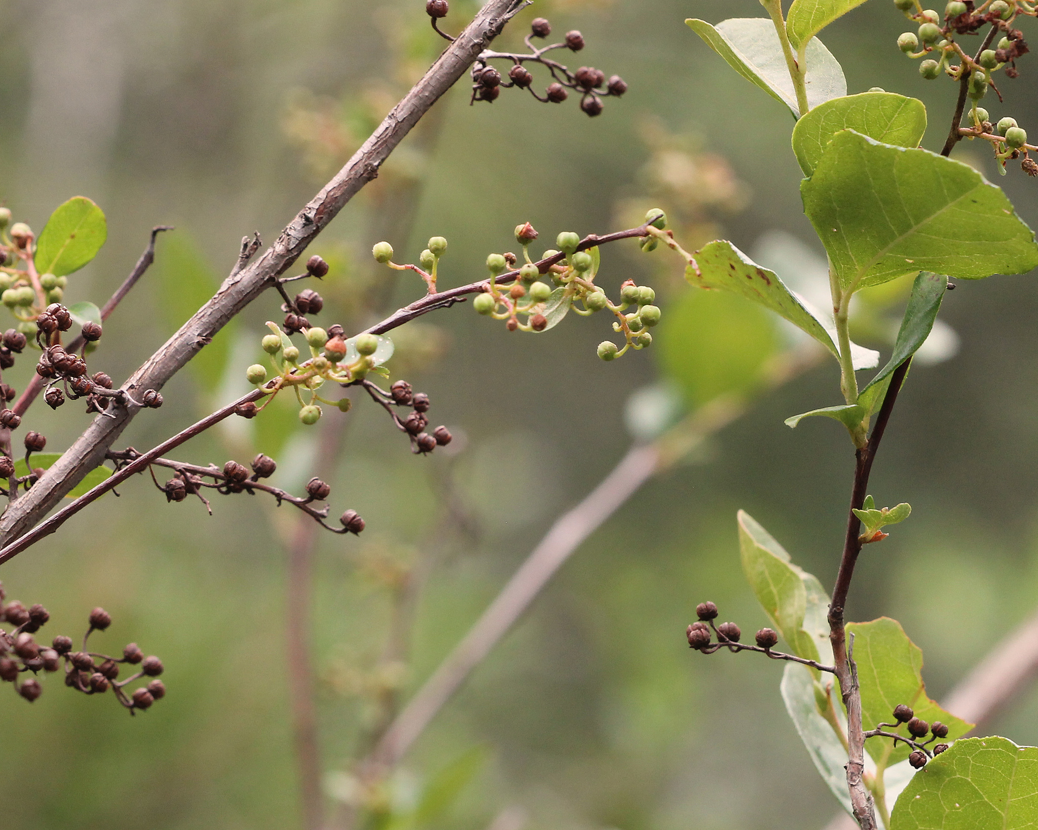 Lyonia ligustrina var. foliosiflora