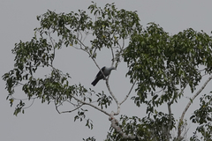 Ducula geelvinkiana