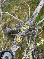 Vulpicida juniperinus