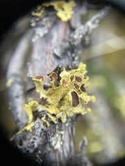 Vulpicida juniperinus