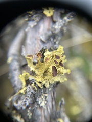 Vulpicida juniperinus