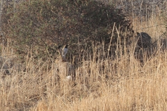 Lepus granatensis