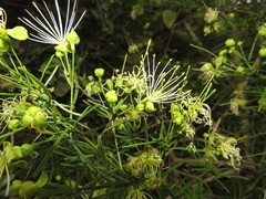 Maerua rosmarinoides