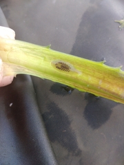 Helobdella stagnalis