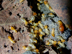 Macrotermes gilvus
