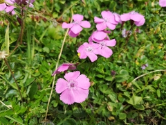 Dianthus alpinus