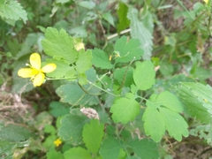 Chelidonium majus
