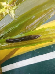 Erpobdella octoculata