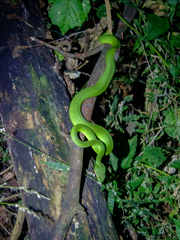 Trimeresurus insularis