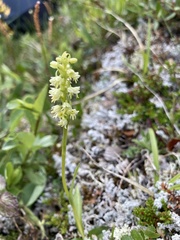 Pseudorchis