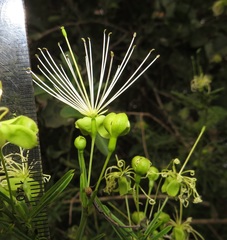 Maerua rosmarinoides