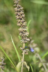 Dracocephalum thymiflorum