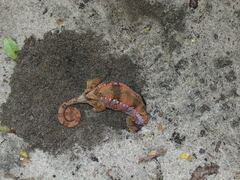 Furcifer verrucosus