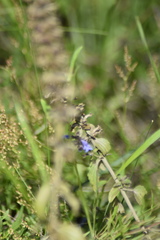 Dracocephalum thymiflorum