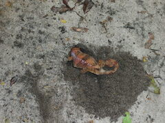 Furcifer verrucosus