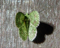Ophthalmitis