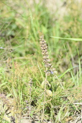 Dracocephalum thymiflorum