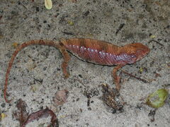 Furcifer verrucosus