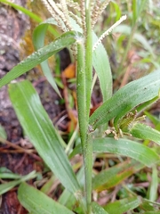 Paspalum paniculatum image