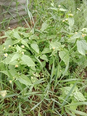 Galinsoga parviflora