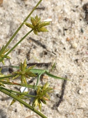 Cyperus grayi