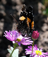 Vanessa hippomene hippomene