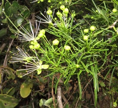 Maerua rosmarinoides