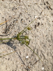 Cyperus grayi