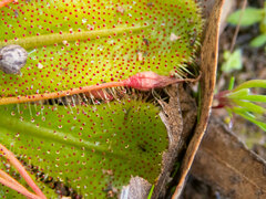 Drosera bulbosa
