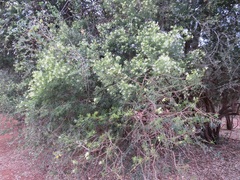 Maerua rosmarinoides