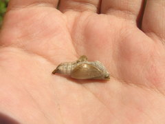 Limenitis arthemis rubrofasciata