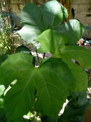 Cnidoscolus aconitifolius